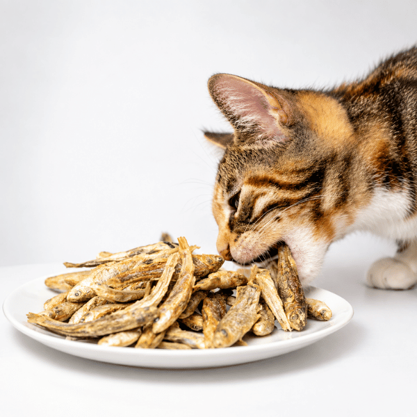 How Often Should Cats Eat Minnows?