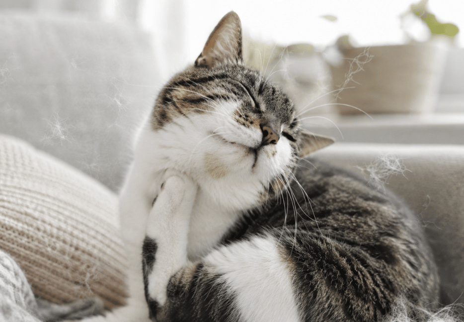 Why Does My Cat Keep Getting Hairballs?
