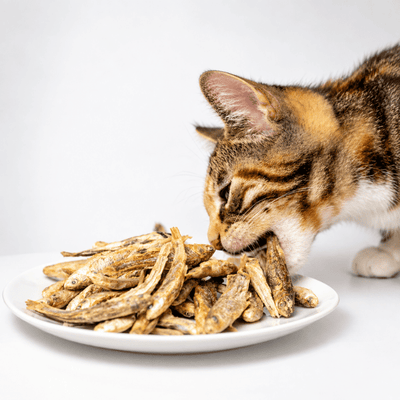 CatCare Labs Whole Minnows cat treats in a 1 oz pouch