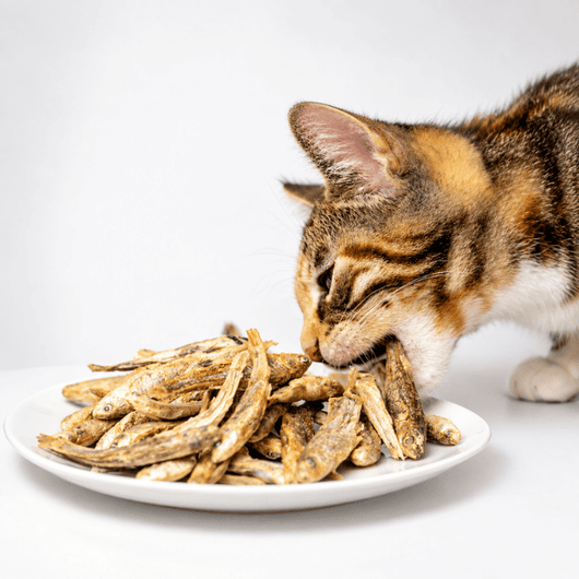CatCare Labs Whole Minnows cat treats in a 1 oz pouch