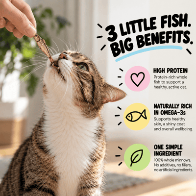 Cat sniffing whole minnows on a plate