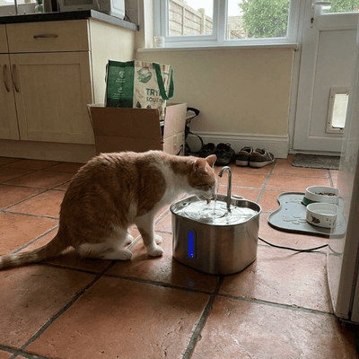 Purrspring - Stainless Steel Cat Water Fountain