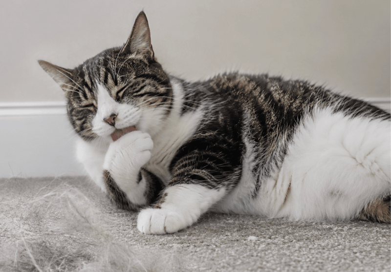 2. Your cat grooms every single day, so the hair never stops coming.