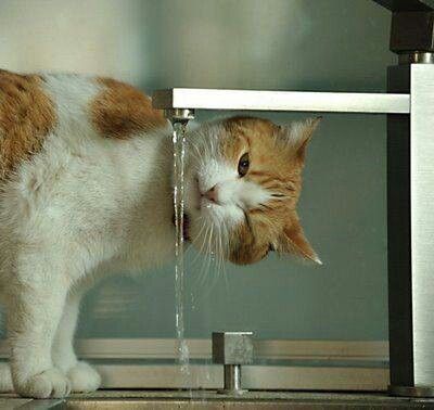 Your cat prefers moving water