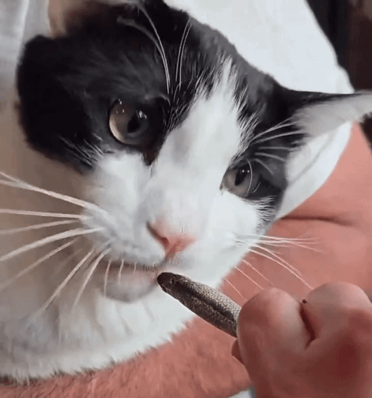 Whole Minnows – Single-Ingredient Cat Treats