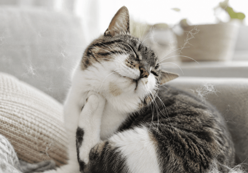 4. Shedding season makes it much worse.