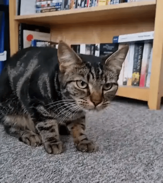 1. Hairballs happen when fur gets stuck instead of passing through.